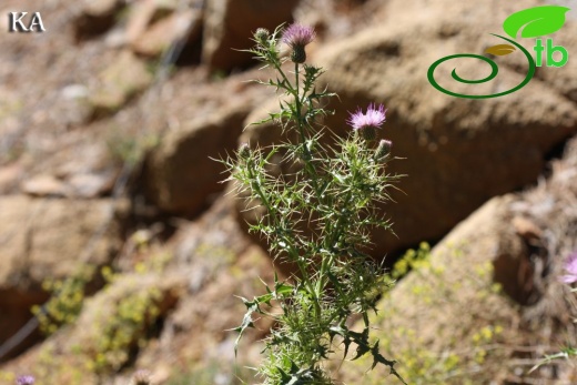 subsp. lycaonicum-Sandras