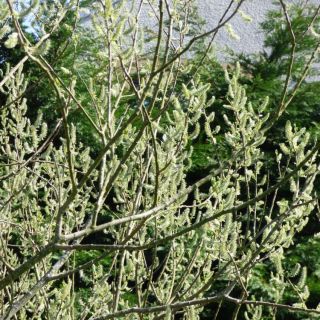 ssp cinerea-İngiltere