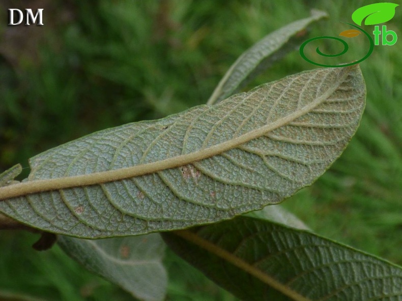 ssp oleifolia-İngiltere