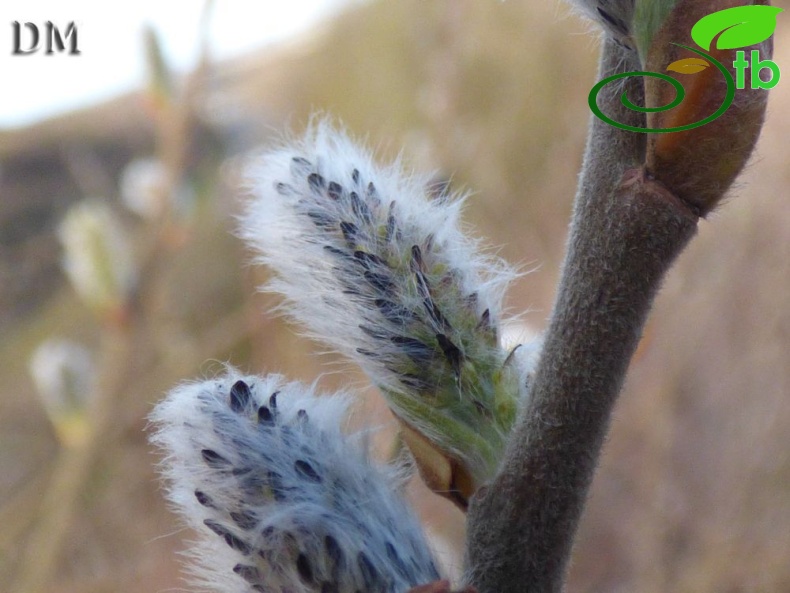 ssp oleifolia-İngiltere