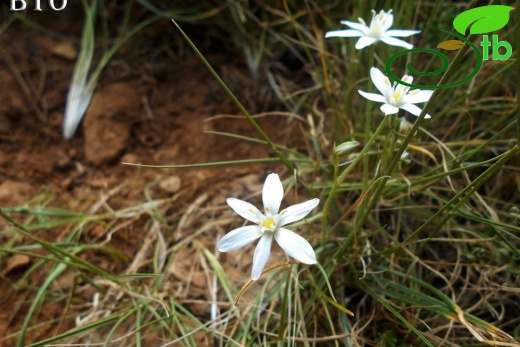 Sandras dağı-Köyceğiz