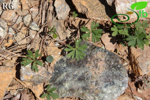 Sandras dağı-Köyceğiz