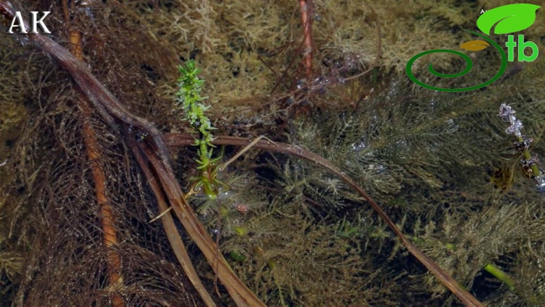 Yeniçağa-Bolu