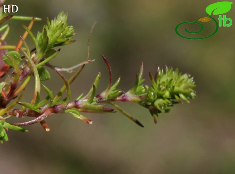 ssp verticillatus- İzmit