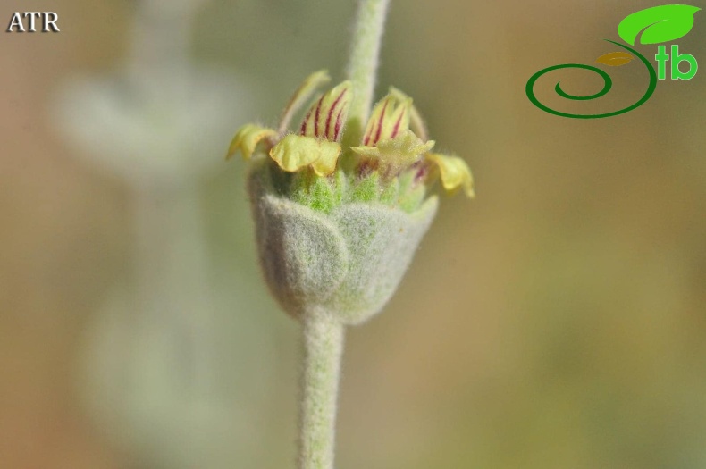 subsp. cedretorum-Alanya