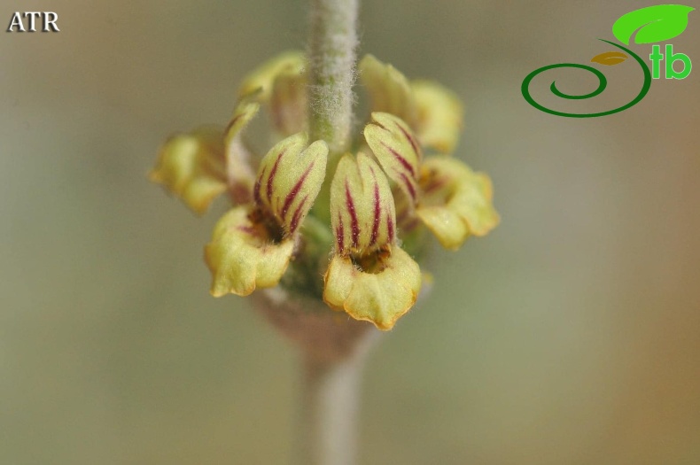 subsp. cedretorum-Alanya