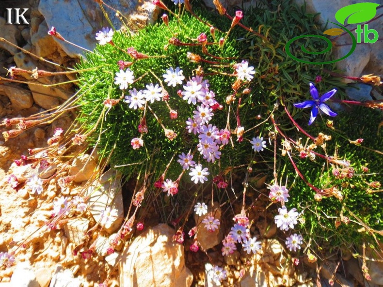 Dedegöl dağları-Isparta