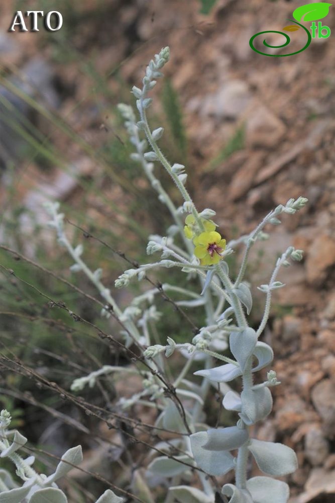 Silifke-Mersin