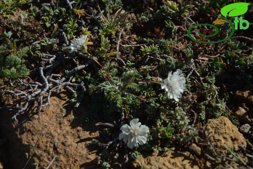 Sandras dağı