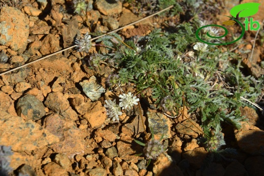 Sandras dağı