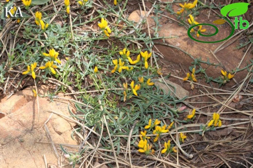 Sandras dağı-Köyceğiz