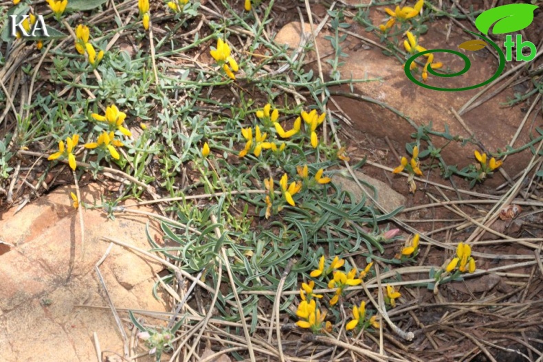 Sandras dağı-Köyceğiz