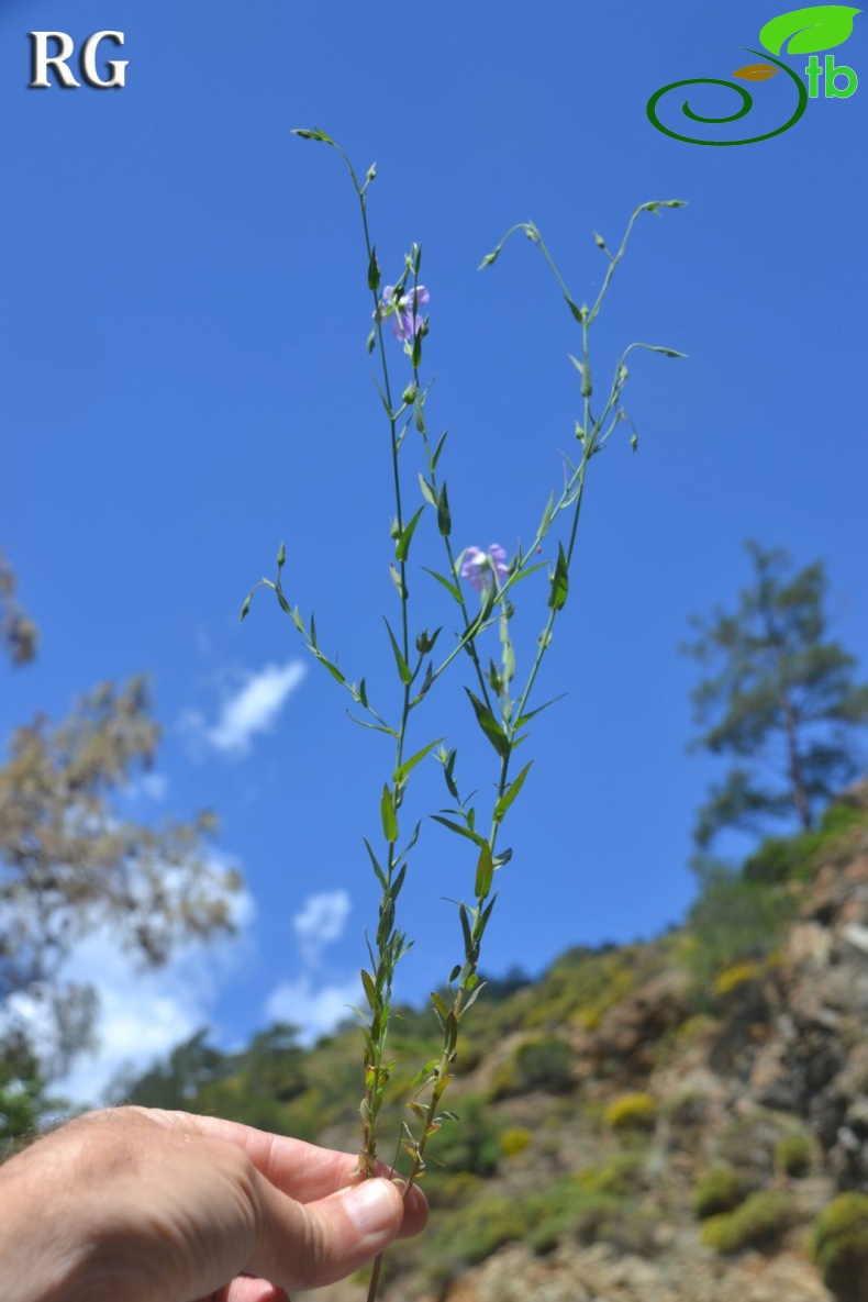 Marmaris-Muğla