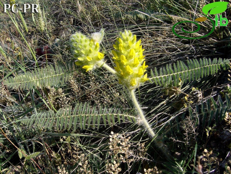 Erzincan