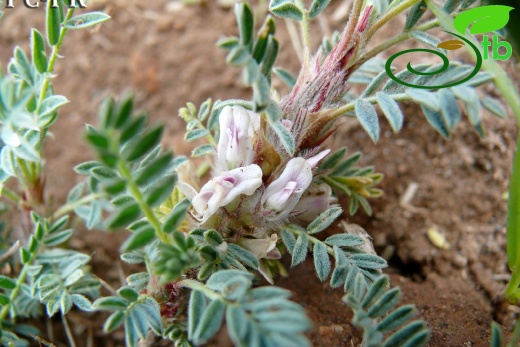 subsp. eriocephalus - Bitlis