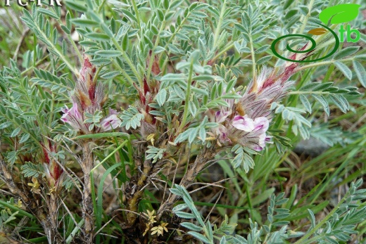 subsp. eriocephalus - Bitlis