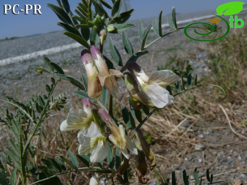 var. noeana