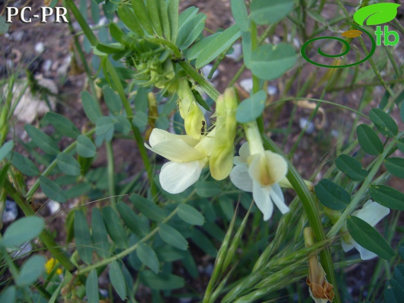 Vicia noneana Rvar. megalodonta