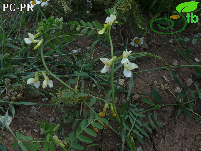 var. megalodonta