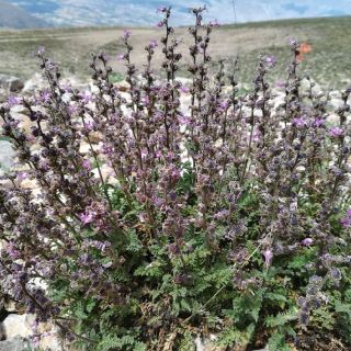 Erzincan