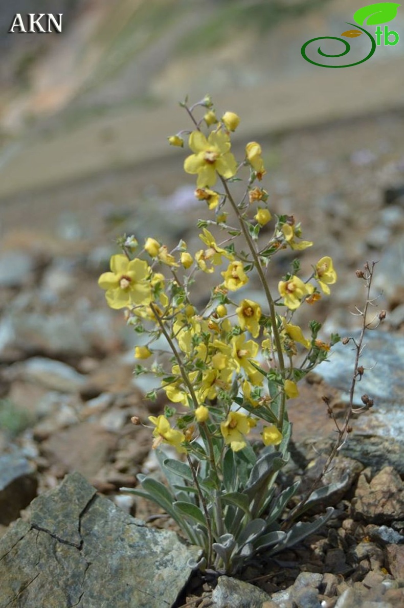 Erzincan