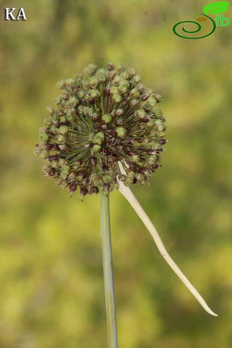 subsp cycladicum- Marmaris