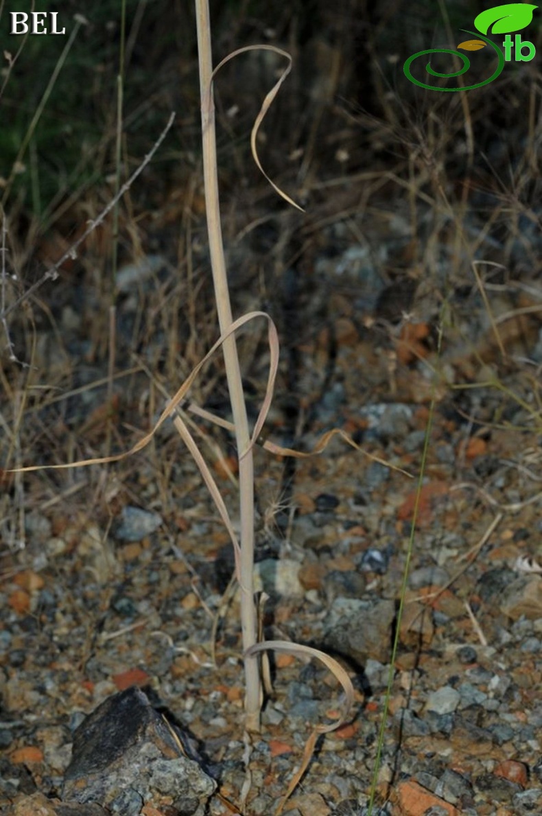 ssp cycladicum- Fethiye-Muğla