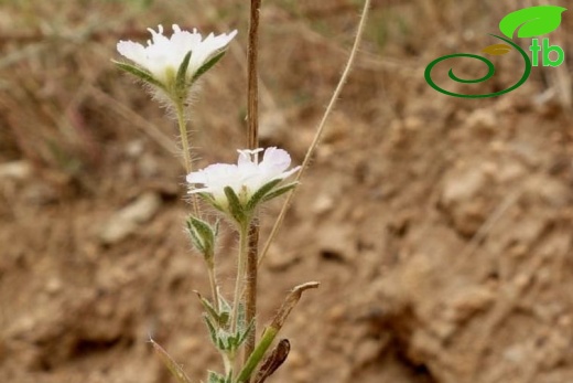 Kırklareli