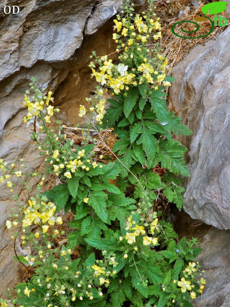 Uşak