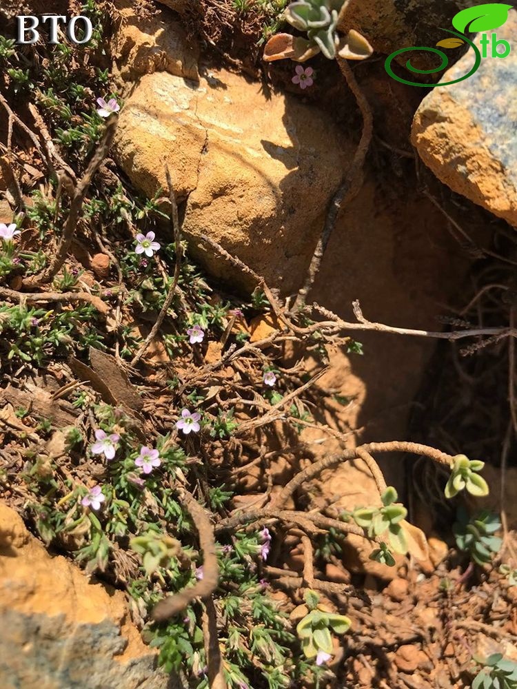 Sandras dağı