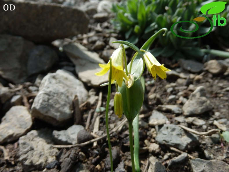 Hakkari