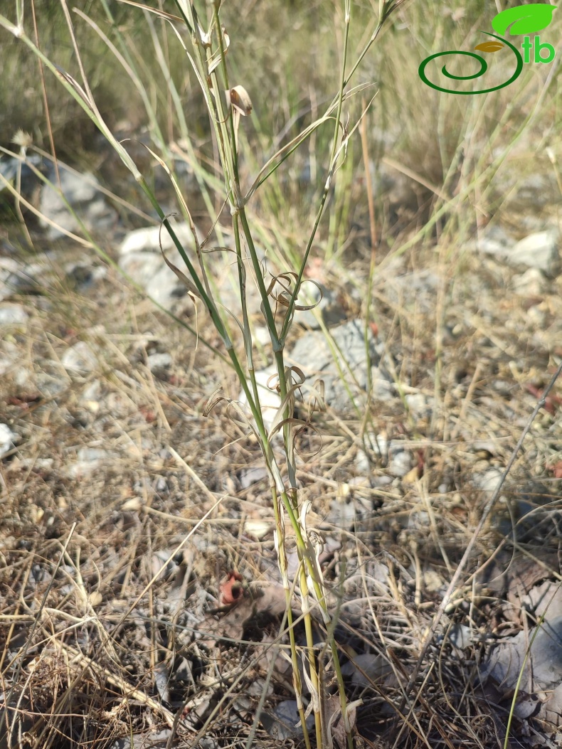 Akseki