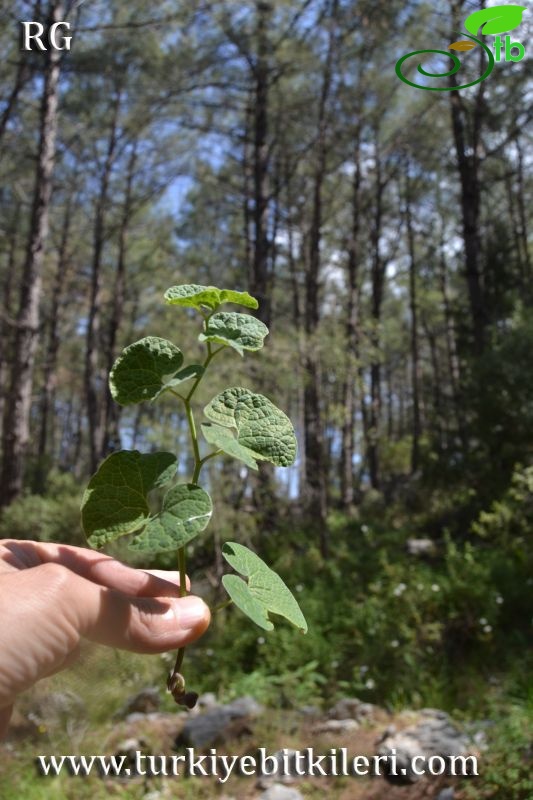 Marmaris-Muğla