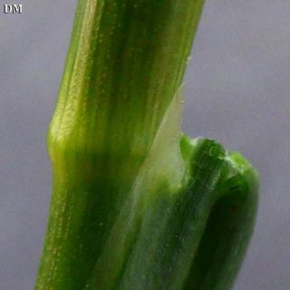 Ssp pyramidatus-Antalya