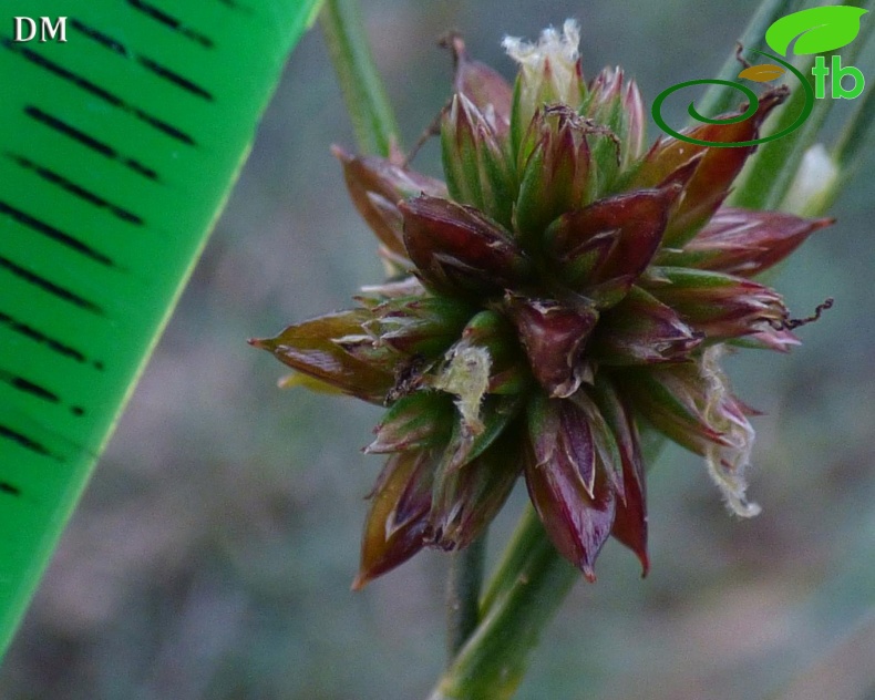 Ssp pyramidatus-Antalya