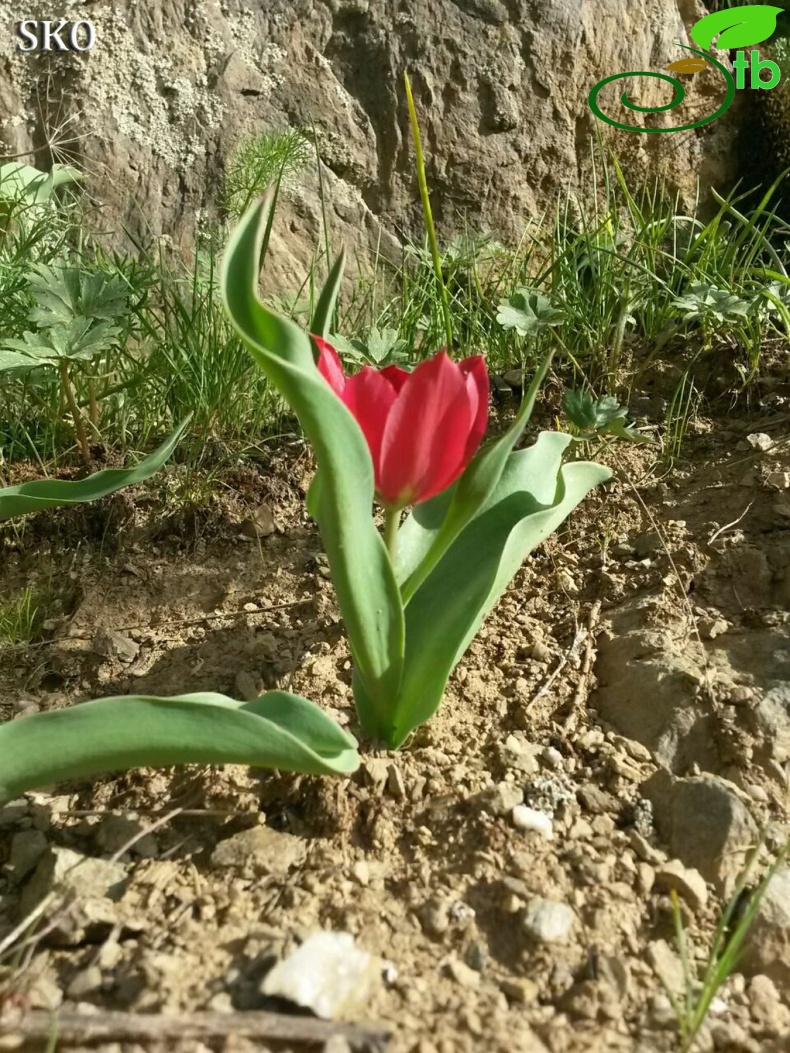 Yüksekova-Hakkari