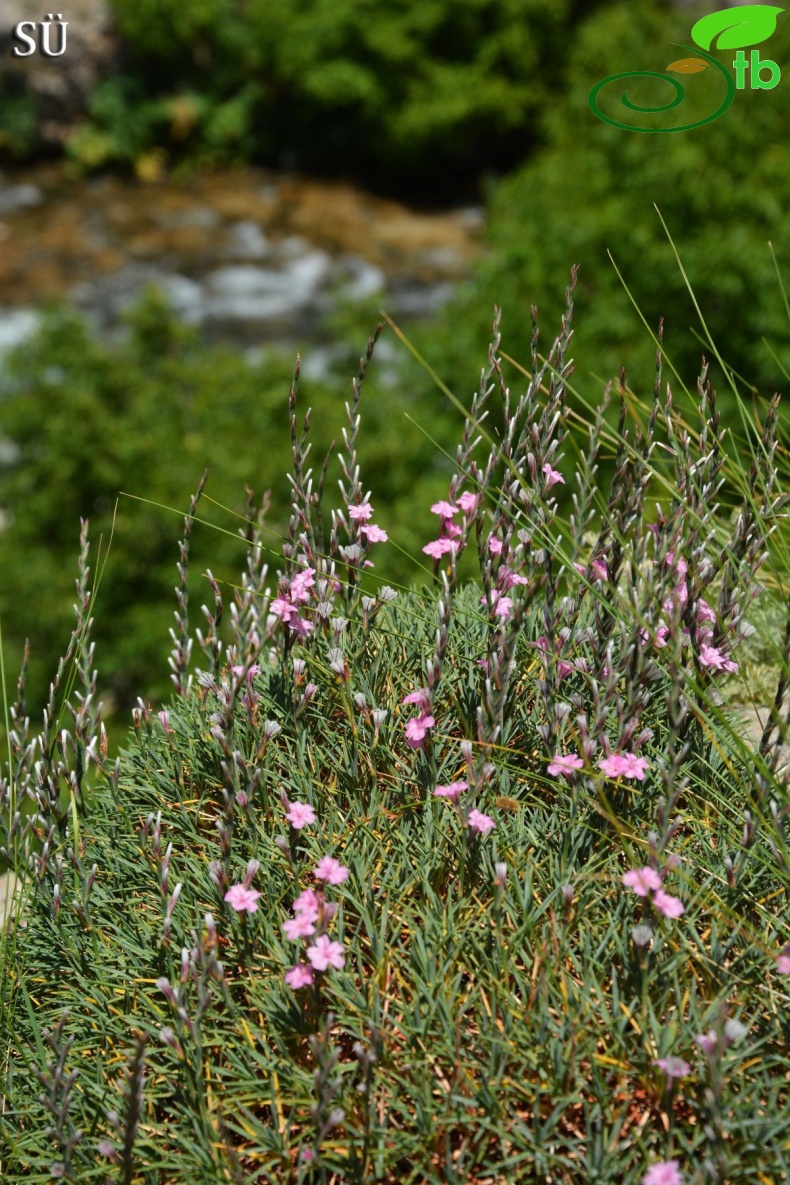 var balansae-Tunceli