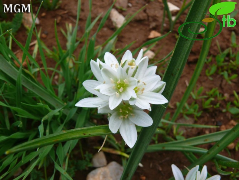 Tunceli
