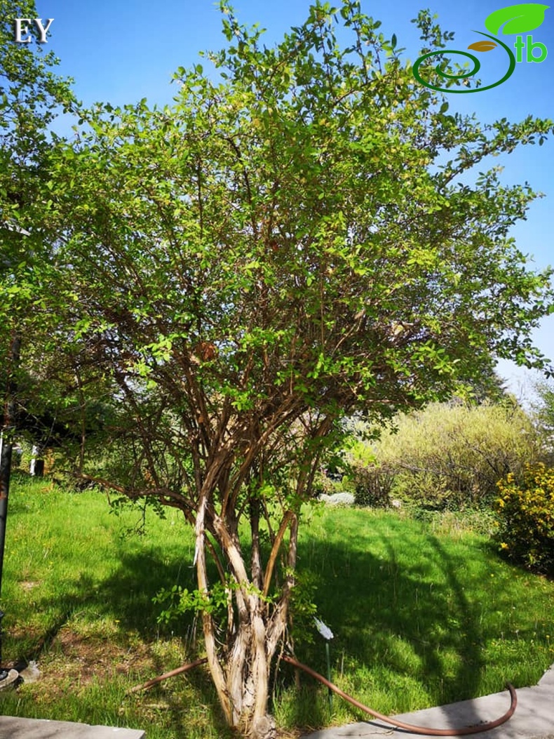 Eskişehir