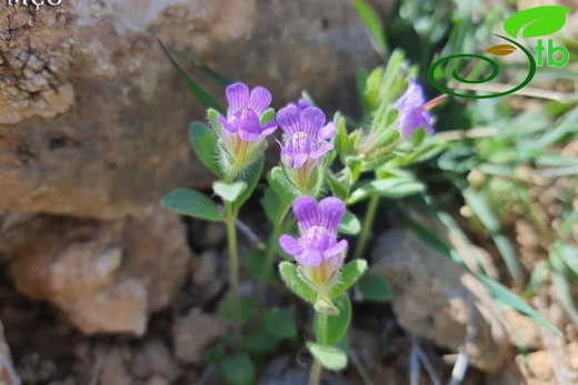 Erzincan