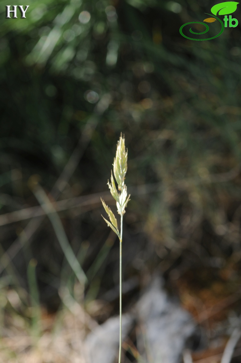 Ssp callieri- İzmir