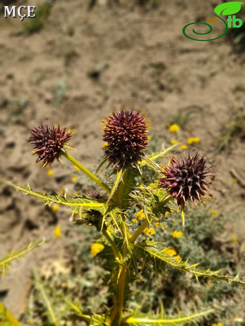 Hakkari