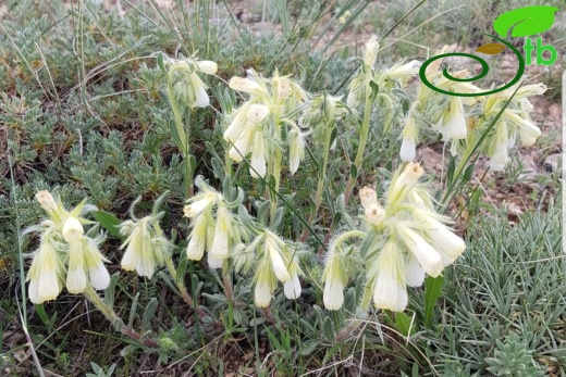 Kayseri