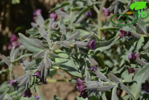 Hakkari