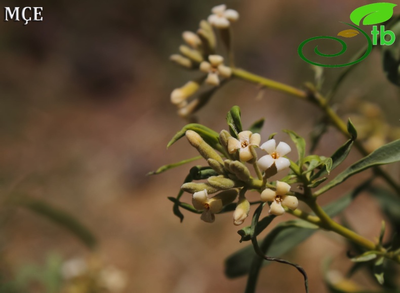 subsp. turcica- Hakkari