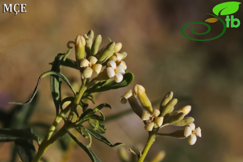 subsp. turcica- Hakkari