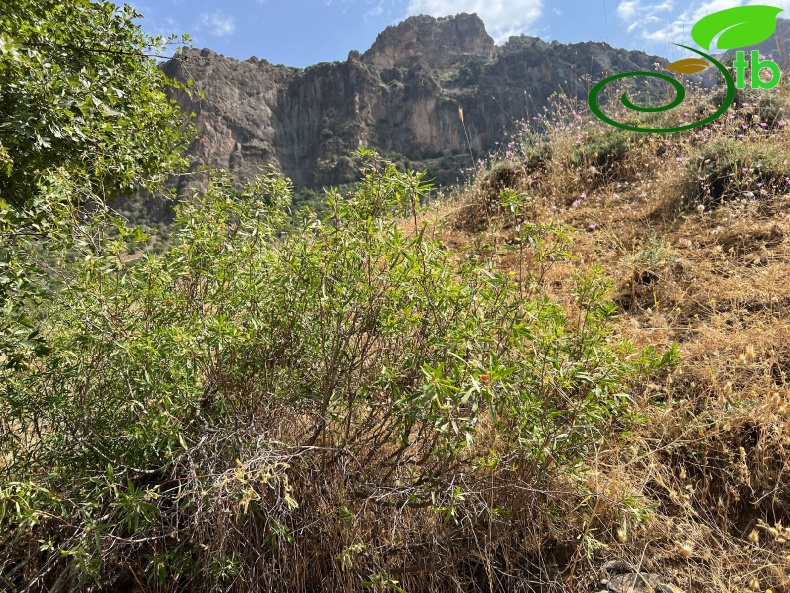 subsp turcica -Hakkari