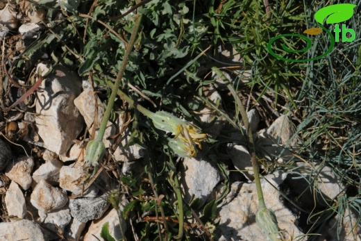 subsp. lacinata- İzmir