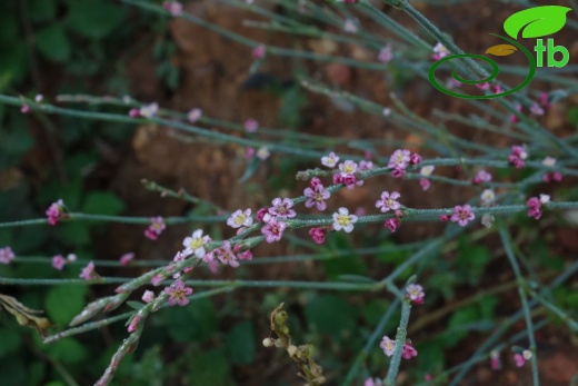 subsp. pulchellum- Istanbul