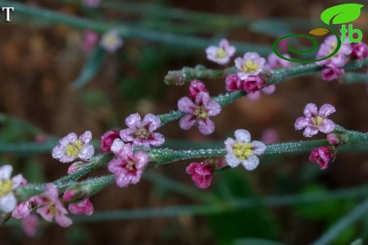 subsp. pulchellum- Istanbul
